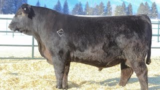 Lot 18 - Montana Waylon 419 SF