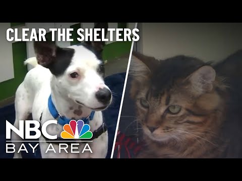 Clear the Shelters: Pets Find Forever Homes in the Bay Area
