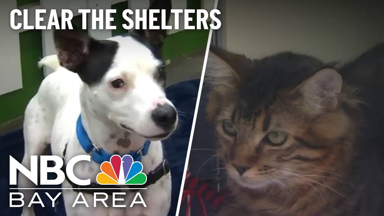 Clear the Shelters: Pets Find Forever Homes in the Bay Area - YouTube