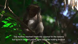 Story of the Monkey Trap Net Worth