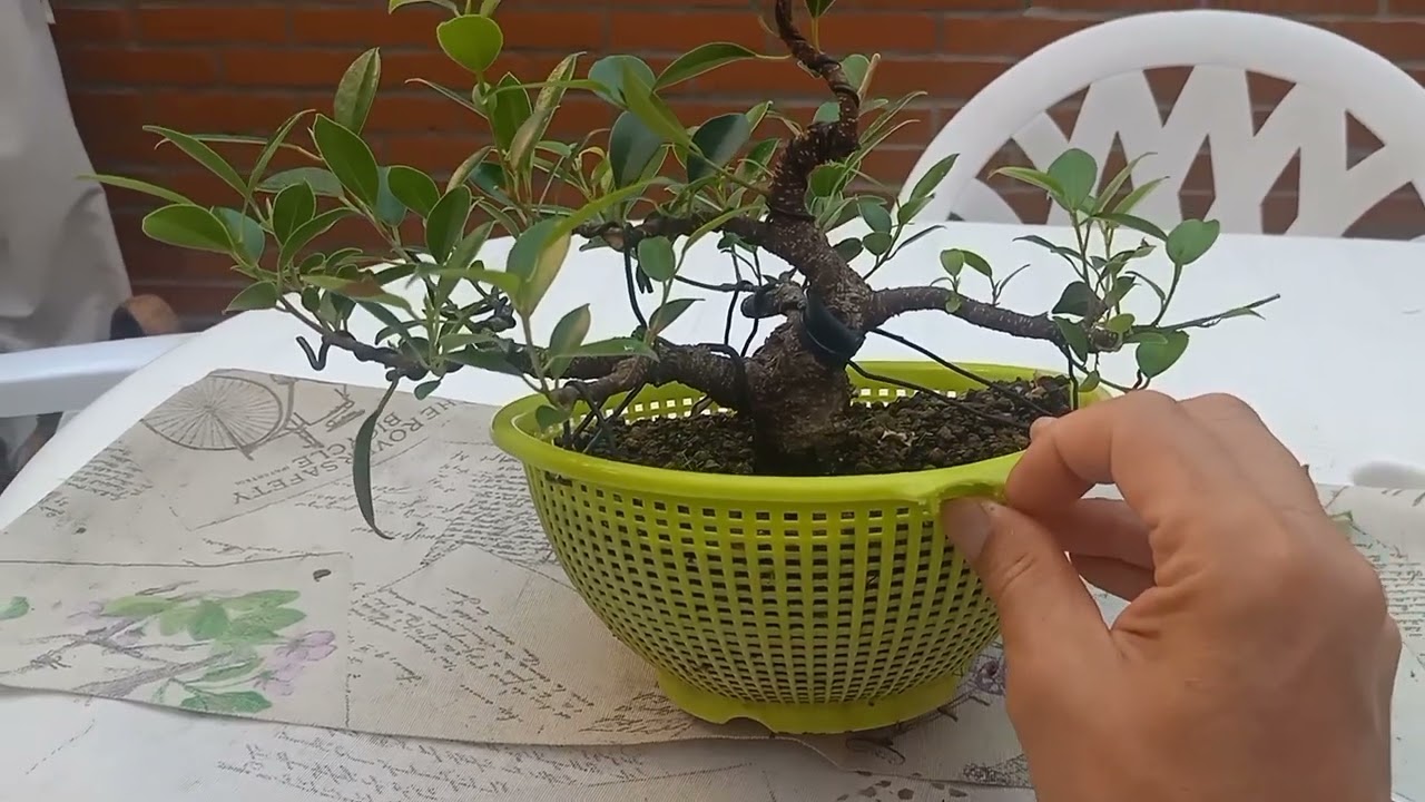 Ficus BONSAI. Trucos para densificar y ramificar 💪🏻 #bonsai #ficus #bonsaitree