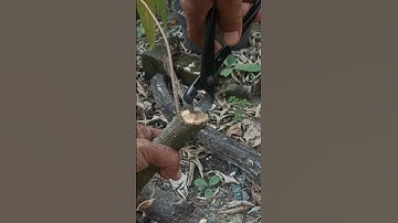 ASMR by bonsai tools #mjbonsaidaily #shorts #bonsaitree #shortvideo #bonsai #asmr