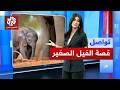 لحظات مؤثرة لفيل آسيوي رفضته أمه بعد ولادته ما قصته تواصل mp3