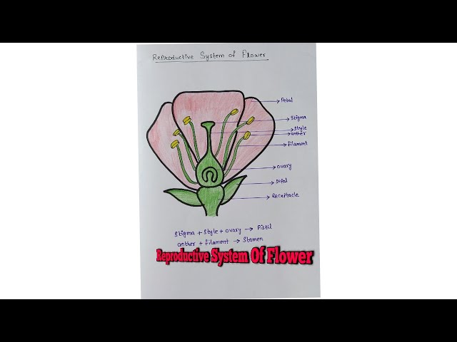 Reproduction Drawing Example Simple Flower Reproduction Drawing