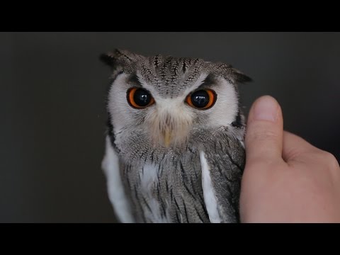Cuddling Owls to Relieve Daily Stress