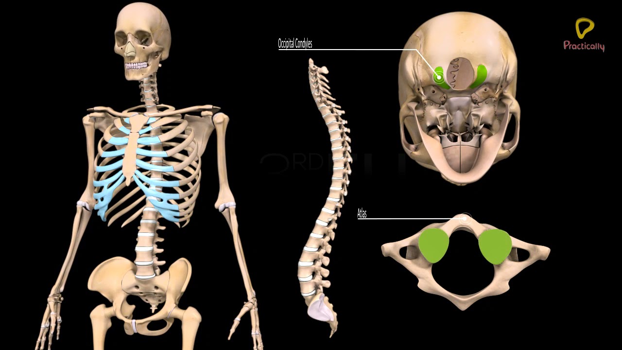 Practically's Concepts - Human Skeletal System - The Vertebral Column - 