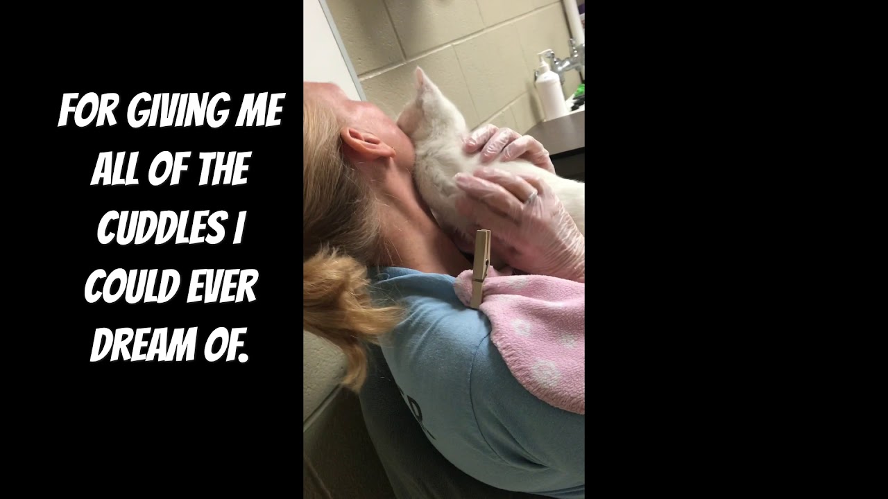 Be a Charleston Animal Society Volunteer! - YouTube