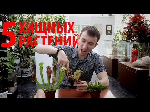 Video: Common Zhiryanka