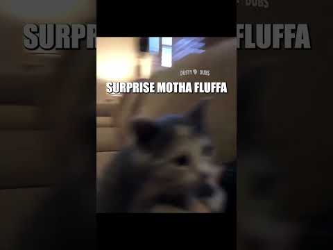 Hired Kitman 🐱🗡️