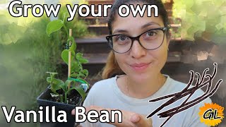 Famous Grow your own Vanilla Bean Orchid - 100 years for vanilla? Profile