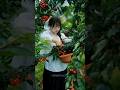China Fruit !