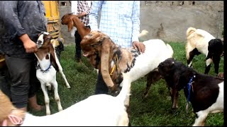 Balaheri bakra mandi live updet balaheri goat market rafik bhai le aye totapari ki gadhi