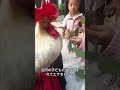 一羽のヒヨコの成長記録 #動物