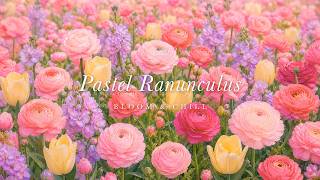 Soft Pastel Ranunculus Blooms 🌷 gentle waltz piano · relaxing piano music for study & focus screenshot 1