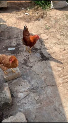 🐓greetings. 🤪😂 #funny #comedyshorts