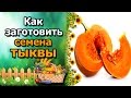 🎃Как собрать семена тыквы. Заготовка семян мускатной тыквы.