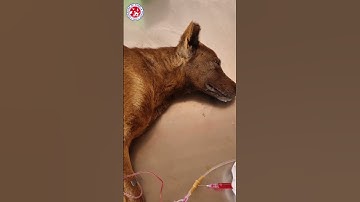 Please donate for voiceless souls, Every Penny help us to save life of voiceless Link:- In Bio