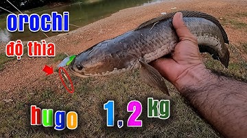 Câu Lure Cá Lóc ● Cá Sắt Orochi Độ Thìa  Chinh Phục Hugo Ở Ao Nước Cạn | Tâm Râu Vlog #131