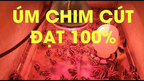 hướng dẫn úm chim cút đạt 100% | kỹ thuật nuôi chim cút mới nở