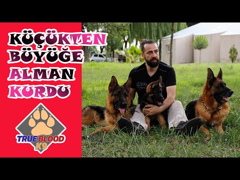 KÜÇÜKTEN BÜYÜĞE ALMAN ÇOBAN KÖPEĞİ ÖZELLİKLERİ VE RENK DEĞİŞİMİ