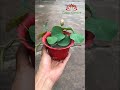 Plant lotus in a bowl | grow mini lotus at home #shorts