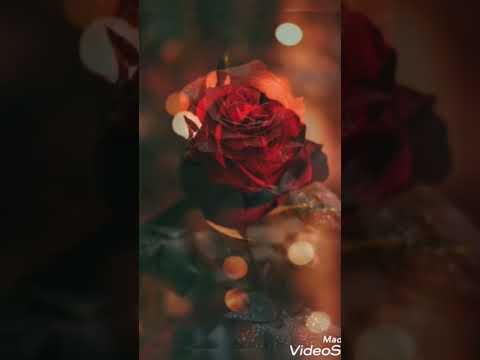 #valentinesday #love #singing