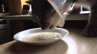 Cat drinking milk - slow motion