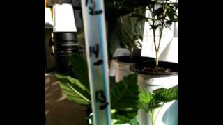 STG #124 Mr.Paka's Last update on Light Spectrum Test