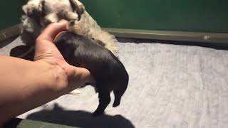 Paige/Ace  pups - 2 weeks old