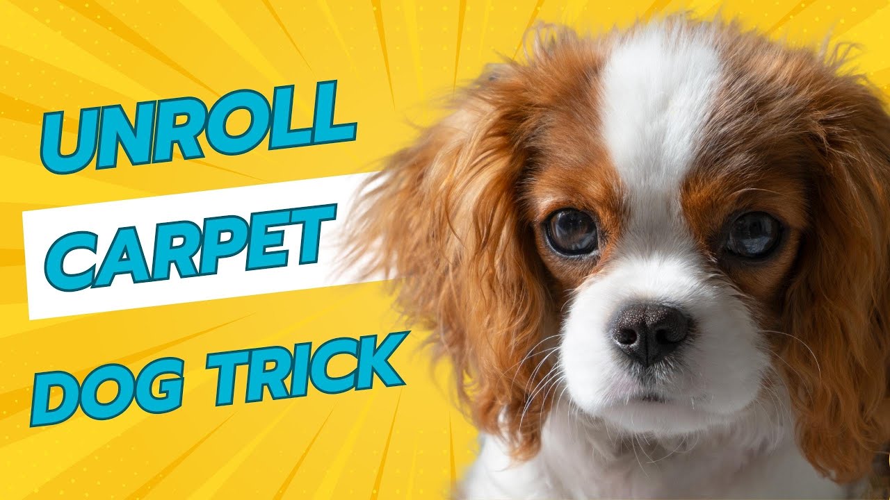 Teach Your Dog This Fun And Positive Trick 🐾 How To Unroll A Carpet