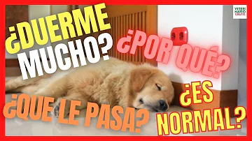 ¿Se duermen los perros al instante?