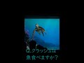初めての質問！「クラッシュはお魚食べるの？」　#shorts #タートルトーク #ディズニーシー #ディズニー #魚