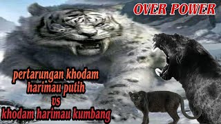 Ganasnya khodam harimau kumbang melawan khodam harimau putih