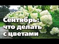 ПОДКОРМКИ, ОБРЕЗКА. СЕНТЯБРЬ В ЦВЕТНИКЕ