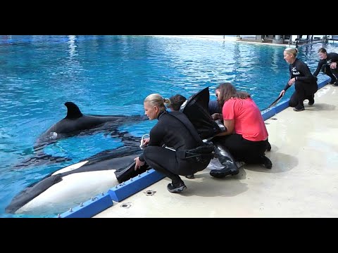 Killer Whale Milk Study at SeaWorld San Diego | SeaWorld San Diego ...