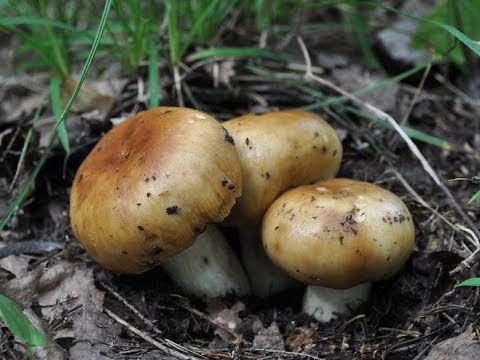 Как засолить кульбики(валуи)/ очень вкусно и просто