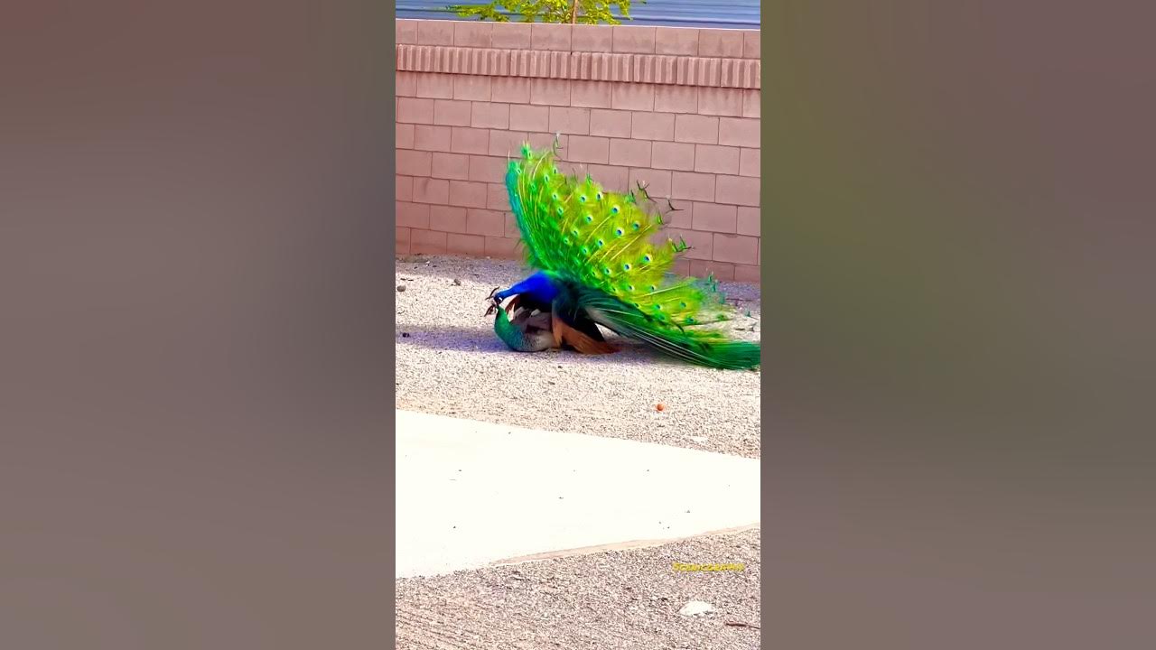 Peacocks mating πππ³π³π¦π¦Please subscribe for more scenic and travel adventures #peacock Peacocks mating πππ³π³π¦π¦Please subscribe for more scenic and travel adventures #peacock
