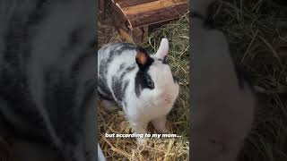Bunnylove 🐰✨🤍 #bunny #cute #bunniesworldwide #rabbit #bunnies #cuteanimals #fluffy #shorts