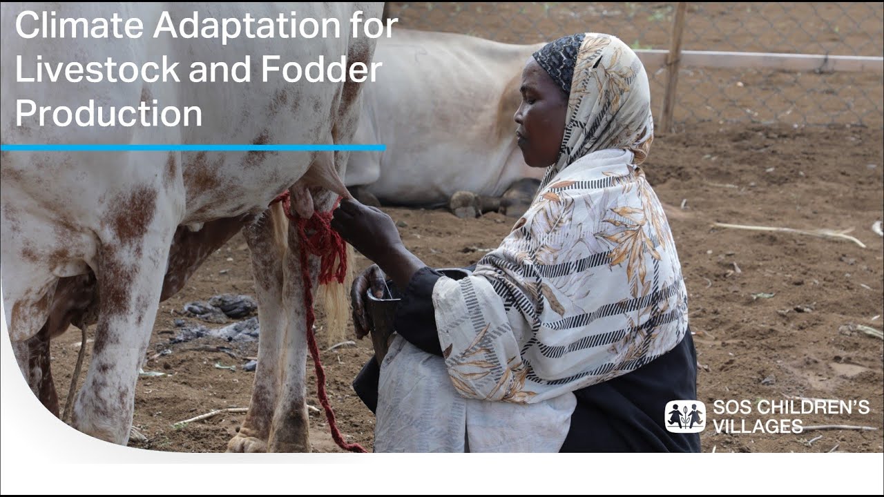 Climate Adaptation for Livestock and Fodder Production Project