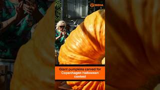 Giant pumpkins carved for Copenhagen Halloween contest