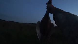 ПЕНСИОНЕРЫ В ДЕЛЕ !!! ОТЛИЧНАЯ ОХОТА НА УТКУ !!! ВЕЧЕРКА!!!
