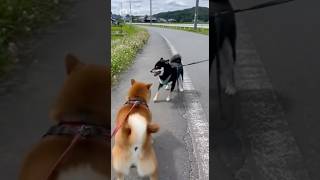 友達がいる。散歩中に遊ぶ #柴犬 #散歩 #shibainu #shiba #dog
