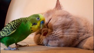 Попугай достает кота а кот мурлыкает. Попугай достает кота а кот мурлыкает.