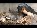 Barn Swallow Babies - Day 5