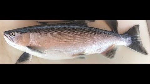 Best Jigging Technique For Kokanee Salmon at Flaming Gorge 2020