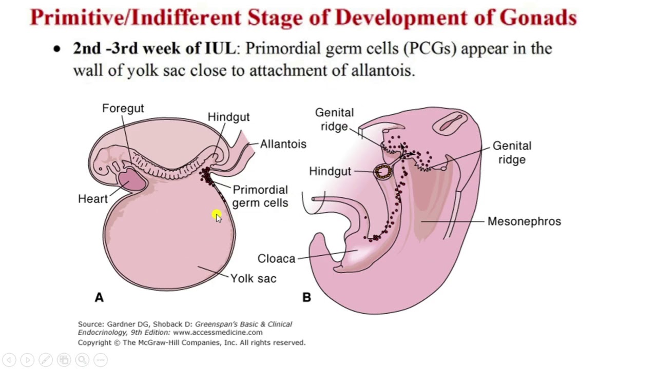 DEVELOPMENT OF GENITAL SYSTEM|INDIFFERENT AND DIFINITIVE STAGES OF  DEVELOPMENT OF GONADES