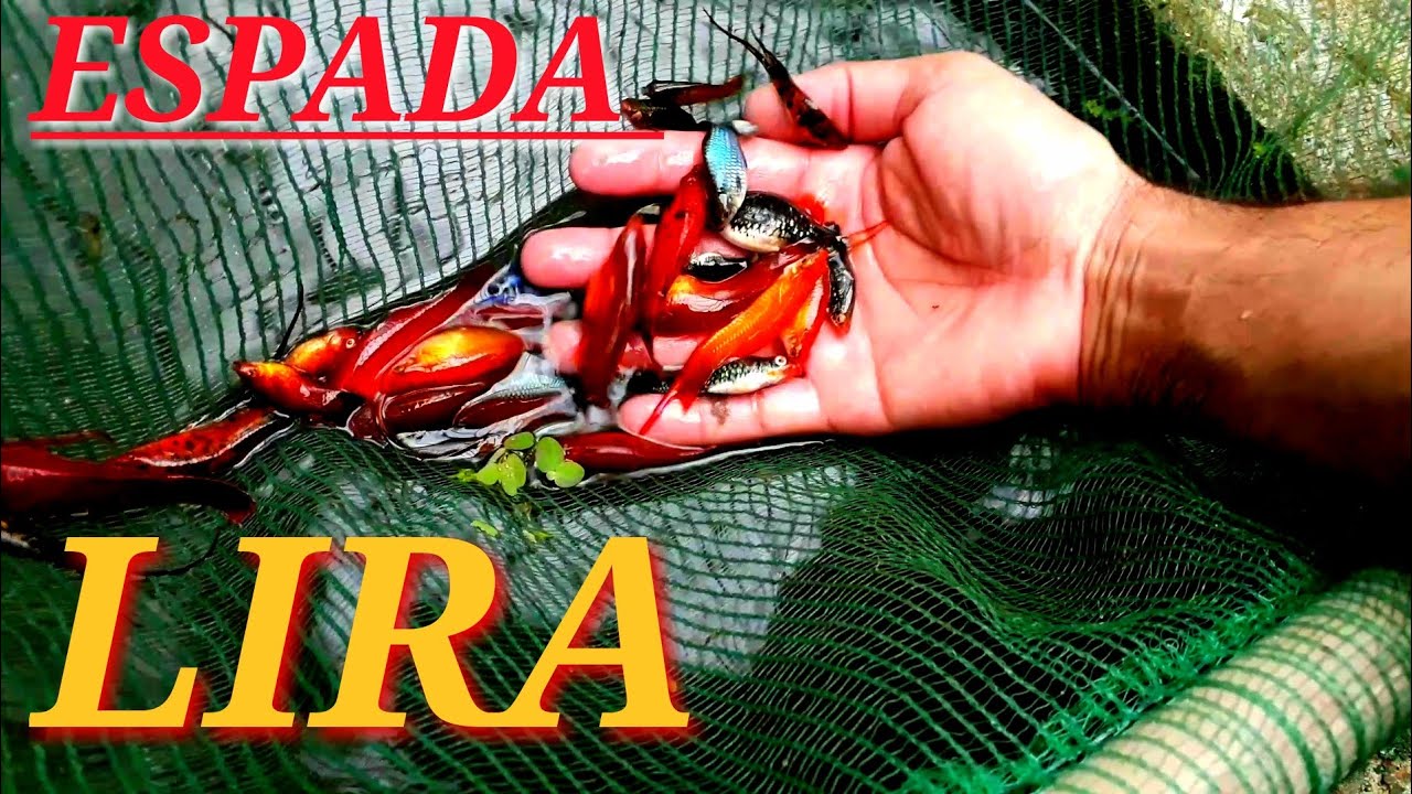 PEIXE ESPADA LIRA NA PISCICULTURA