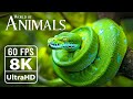 Majestic animal world 8k ultra 60fps  explore the chain of creatures with relaxing music