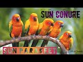 The sun parakeet , Sun Conure vibrantly parrot.🦜