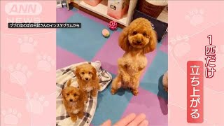 ご飯を前に“仁王立ち”　お座りしないワンちゃん　なぜ一匹だけ立ち上がっているの？【羽鳥慎一モーニングショー】(2024年5月27日)